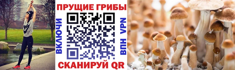 даркнет сайт Новоульяновск Псилоцибиновые грибы мухоморы